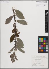 Foto von Salix cinerea L.